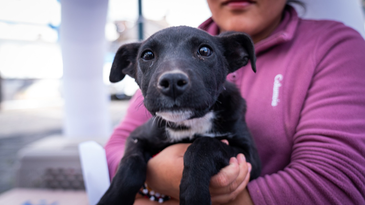 Municipio de Riobamba inicia el proceso para el registro de animales de compañía